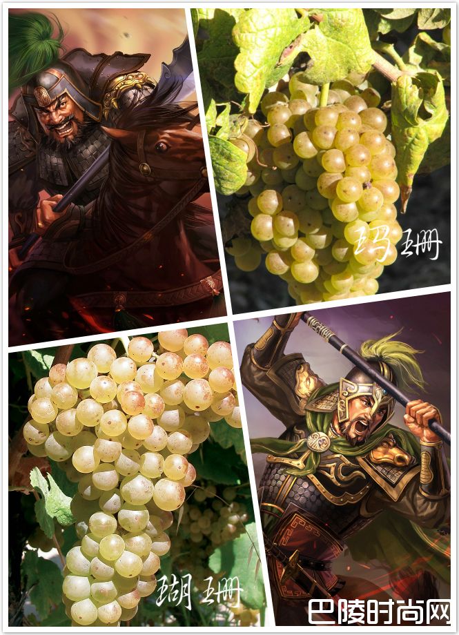 脑洞大开:《三国演义》主要人物与葡萄的配对 脑洞大开:《三国演义》主要人物与葡萄的配对