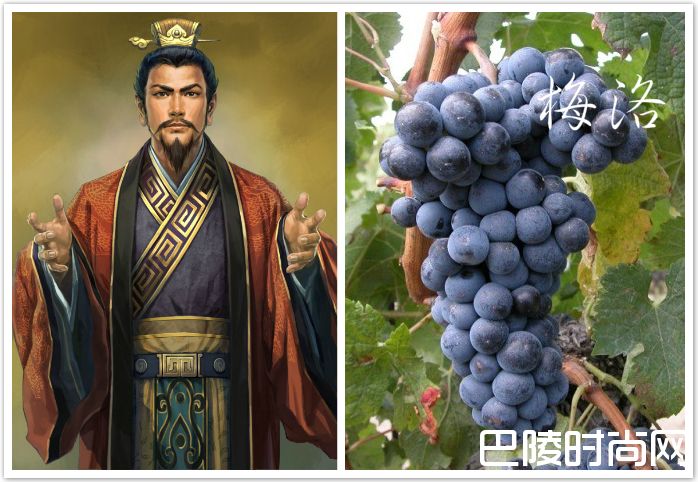 脑洞大开：《三国演义》主要人物与葡萄的配对