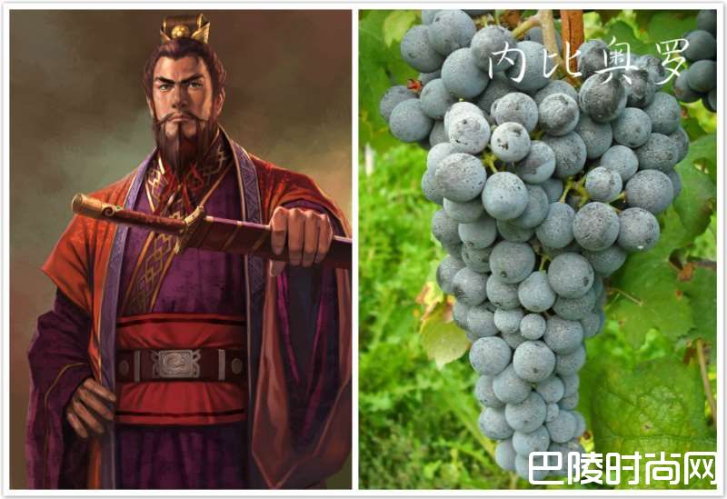 脑洞大开：《三国演义》主要人物与葡萄的配对