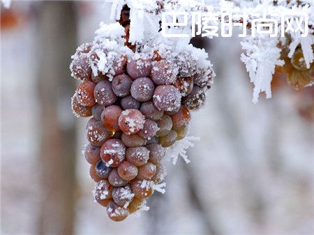 甜型葡萄酒攻略 甜型葡萄酒攻略