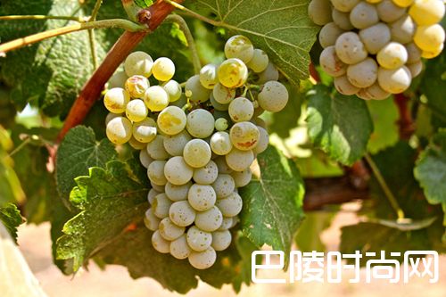 细说西班牙两大白葡萄品种——弗德乔和阿尔巴利诺