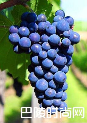 被低估的品丽珠，原来你如此温婉芬芳