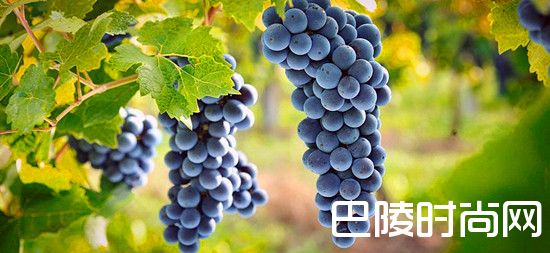 蓝色希腊的红葡萄