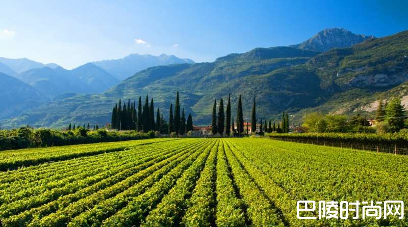 畅游意大利小众产酒区
