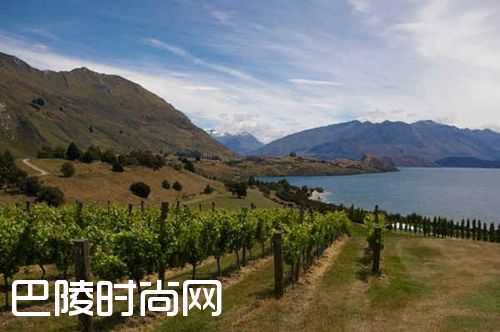 全球黑皮诺的主流产区详解