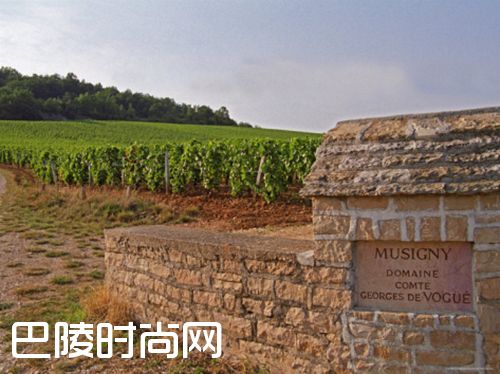 细说伟大的勃艮第名村——香波-慕西尼 细说伟大的勃艮第名村——香波-慕西尼