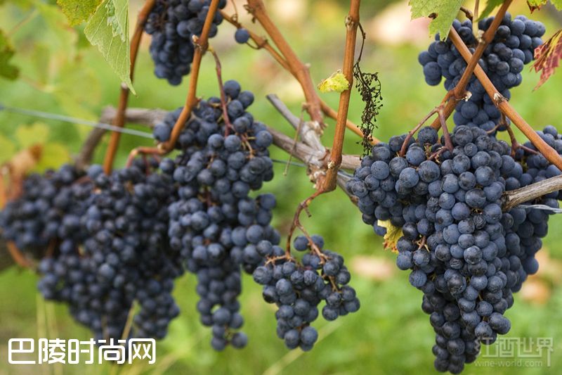 期酒:影响着波尔多地位的贸易模式! 期酒:影响着波尔多地位的贸易模式!