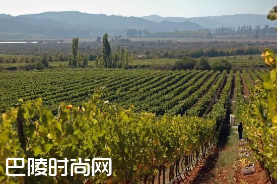 美酒美景两不误，尽在这10家智利酒庄