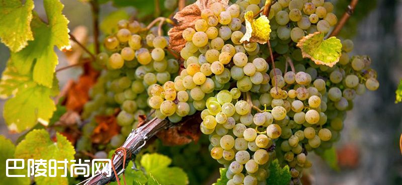 傻傻分不清：Muscat、Moscato、Muscadelle和Muscadet
