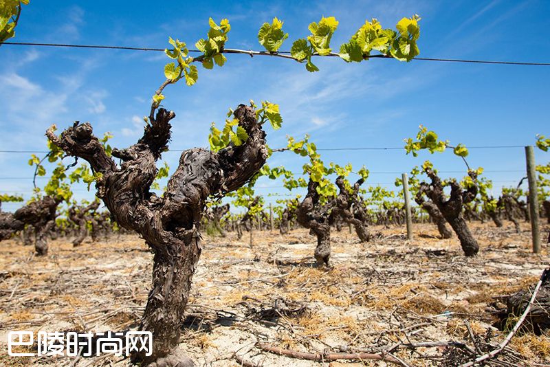 傻傻分不清：Muscat、Moscato、Muscadelle和Muscadet