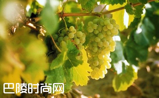 弗德乔：西班牙白葡萄酒界“一姐”