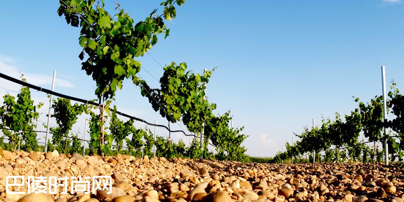 弗德乔：西班牙白葡萄酒界“一姐”