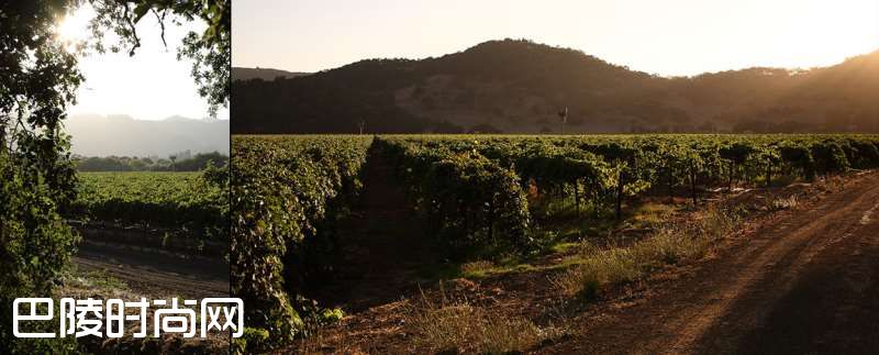 全方位解密3月5日纳帕谷红酒马拉松 全方位解密3月5日纳帕谷红酒马拉松