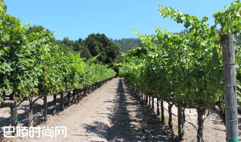 全方位解密3月5日纳帕谷红酒马拉松 全方位解密3月5日纳帕谷红酒马拉松