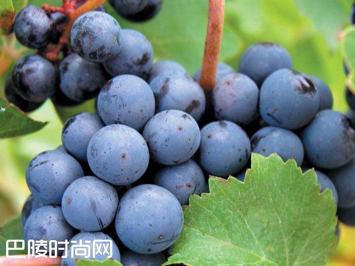 马拉松，这一站我选纳帕谷