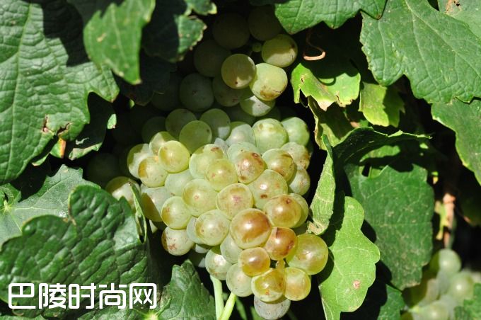 玛珊和瑚珊——北罗讷河谷的姐妹花