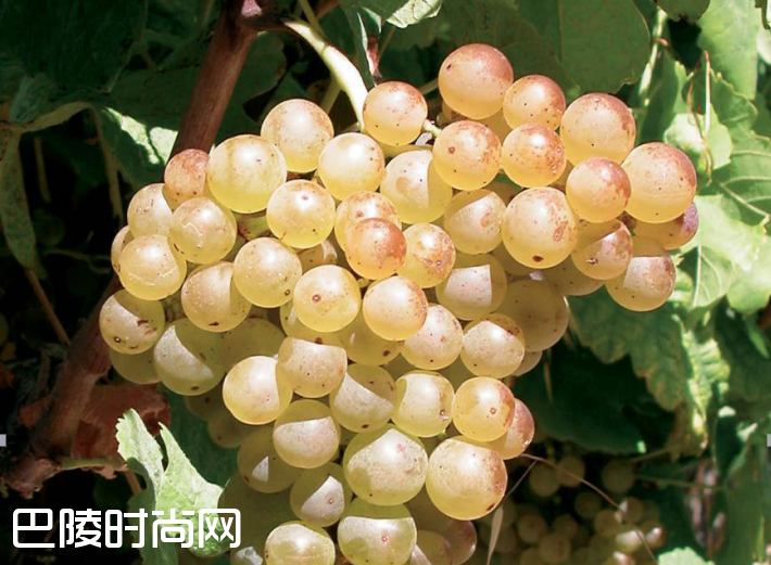 玛珊和瑚珊——北罗讷河谷的姐妹花