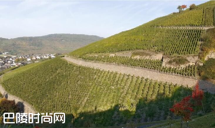 气候变化如何影响葡萄酒？