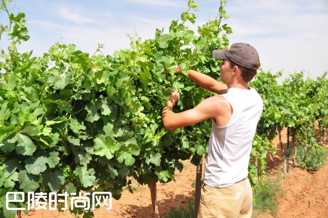 气候变化如何影响葡萄酒？