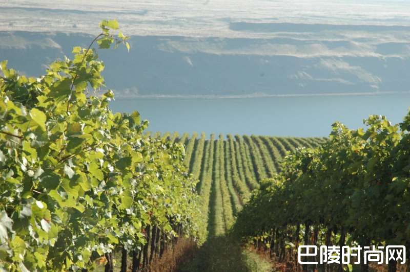 为何华盛顿州和俄勒冈州的葡萄酒品质能如此稳定？