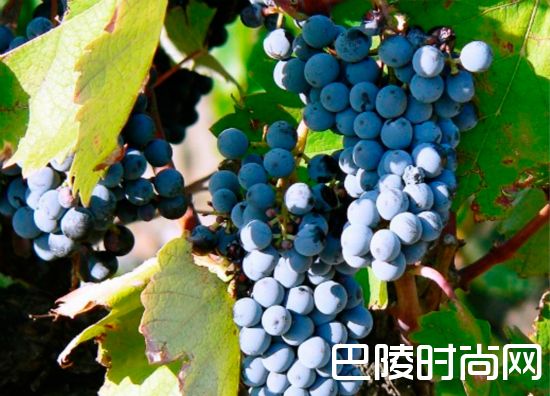 浪漫甜蜜的情人节，一杯意大利甜红就能给你