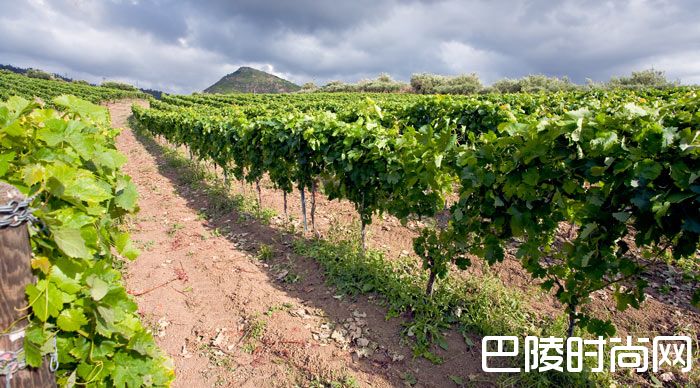 揭秘五大产酒区