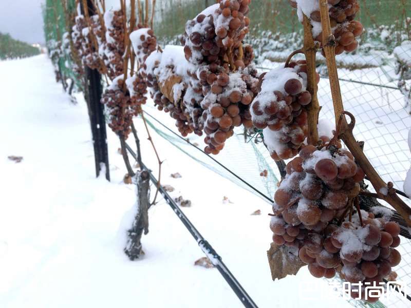 冰酒，你是这样的纯美