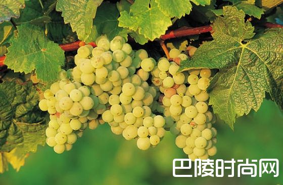 5分钟带你认识白玉霓 5分钟带你认识白玉霓