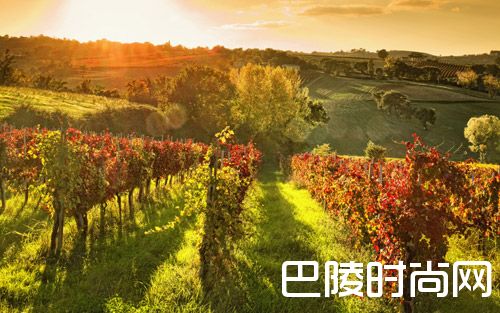 为何好的葡萄园都在山坡上？