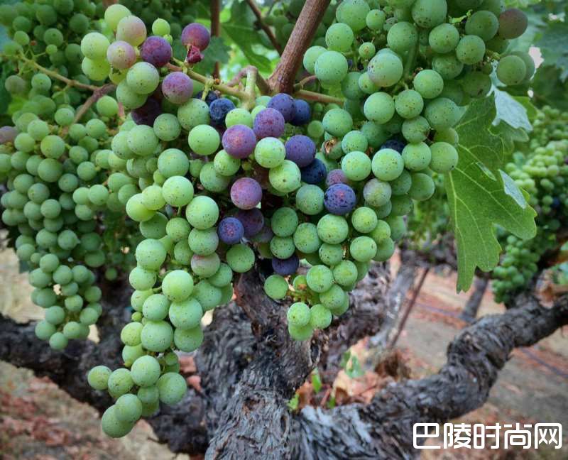 菲玛修道院酒庄——透过品质,感受历史 菲玛修道院酒庄——透过品质,感受历史