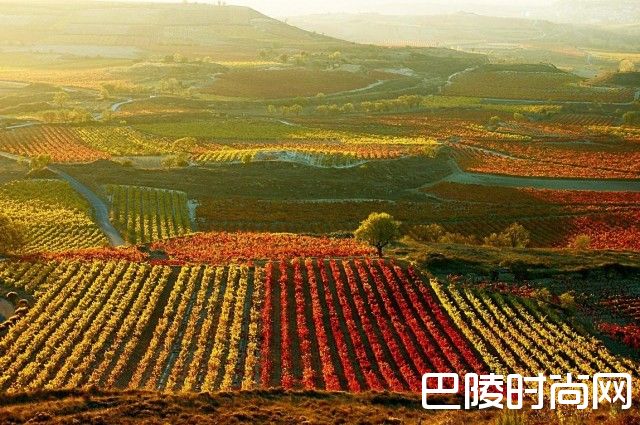 里奥哈理事会开设葡萄酒教育者课程 里奥哈理事会开设葡萄酒教育者课程