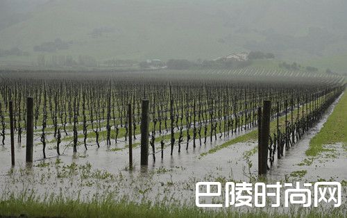 美国加州干涸的葡萄园在雨中狂欢