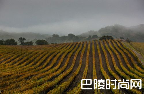 美国加州干涸的葡萄园在雨中狂欢