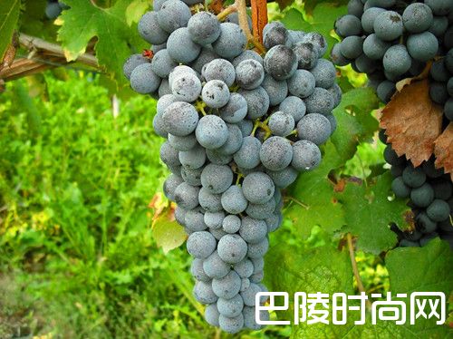 内比奥罗，葡萄界里的“天蝎座”