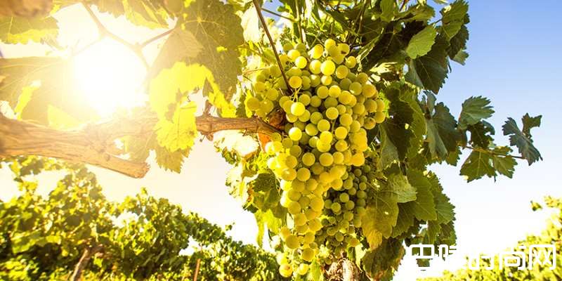 初学者的白诗南指南 初学者的白诗南指南