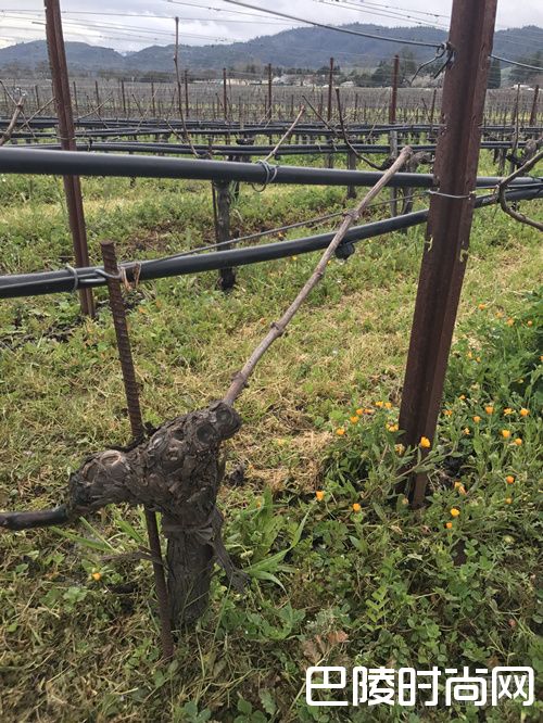 红酒世界探访作品一号,走近纳帕的灵魂 红酒世界探访作品一号,走近纳帕的灵魂