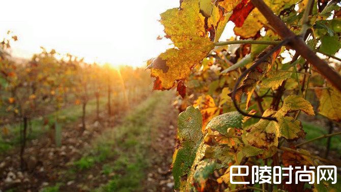 春忆秋行：纪意大利起泡酒之乡——弗朗齐亚柯达之旅