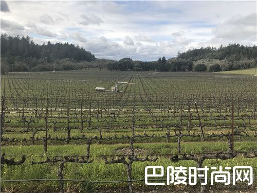 红酒世界探访真理酒庄，感受满分酒的魅力