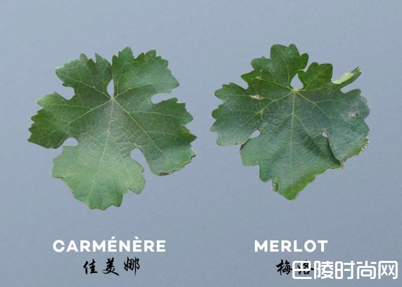 佳美娜的这十件酷事儿你知道么！