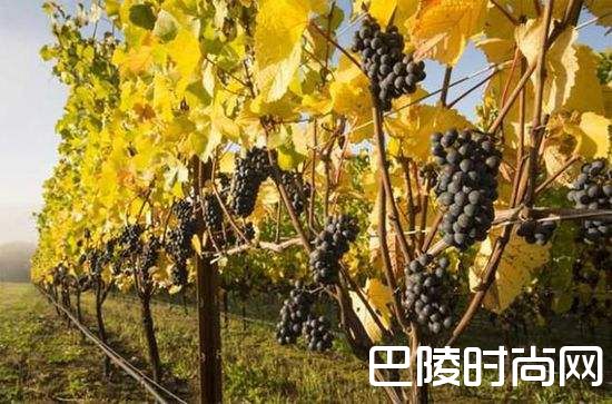 种植黑皮诺的挑战