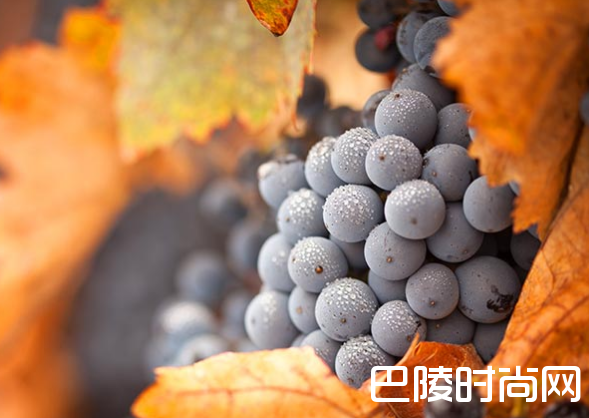 种植黑皮诺的挑战