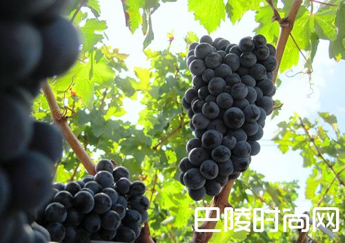 品种测试：赤霞珠