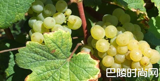 走进法国低调神秘的汝拉产区 走进法国低调神秘的汝拉产区