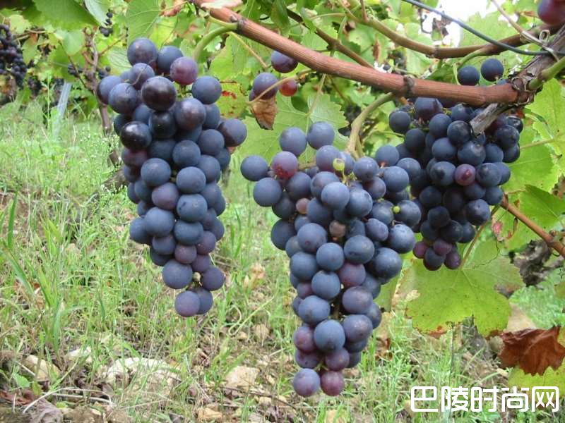 走进法国低调神秘的汝拉产区 走进法国低调神秘的汝拉产区