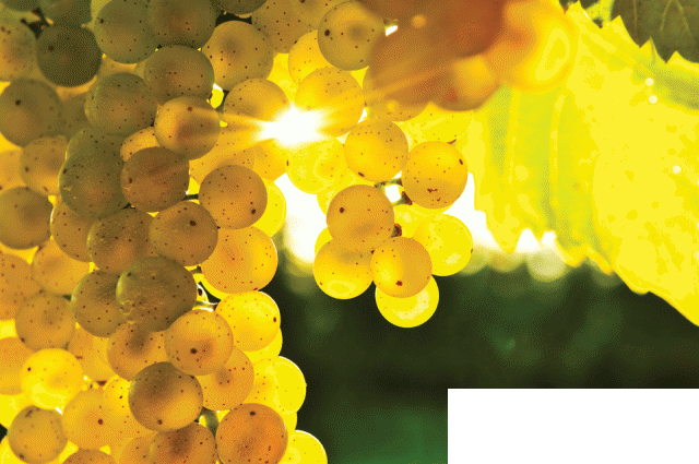 俄勒冈州霞多丽展现良好潜力 俄勒冈州霞多丽展现良好潜力