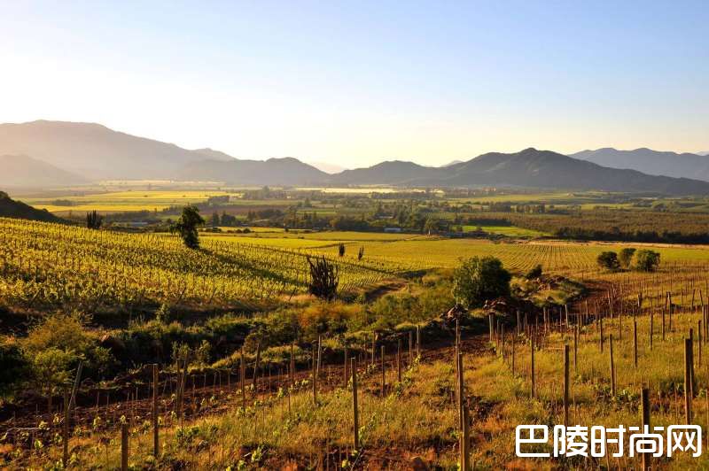 带你走近智利各产区的赤霞珠