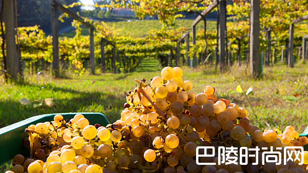 春暖花开，饮一杯下海湾的阿尔巴利诺