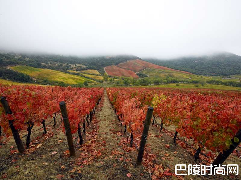 带你走近智利各产区的赤霞珠