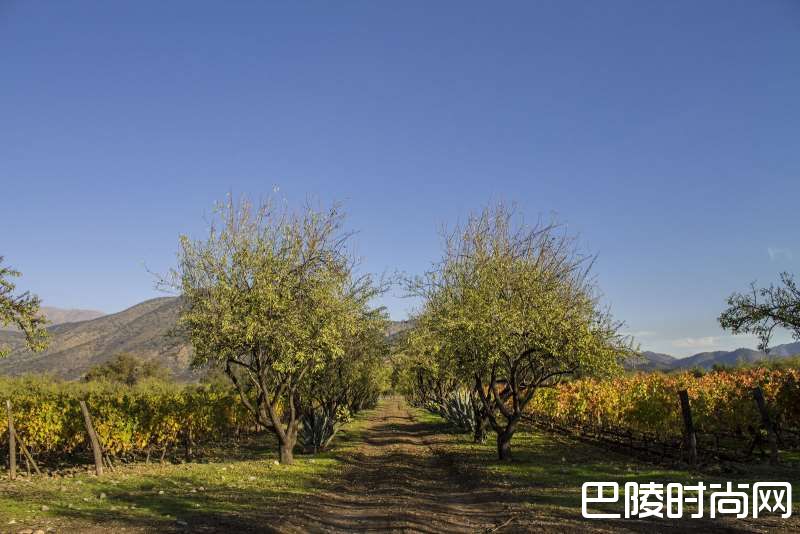 带你走近智利各产区的赤霞珠