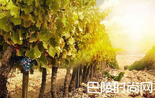 说说葡萄酒的年份 说说葡萄酒的年份
